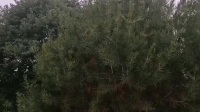 秦腔伴奏【海瑞训虎】