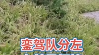 秦腔伴奏【将八台平落在背街上】